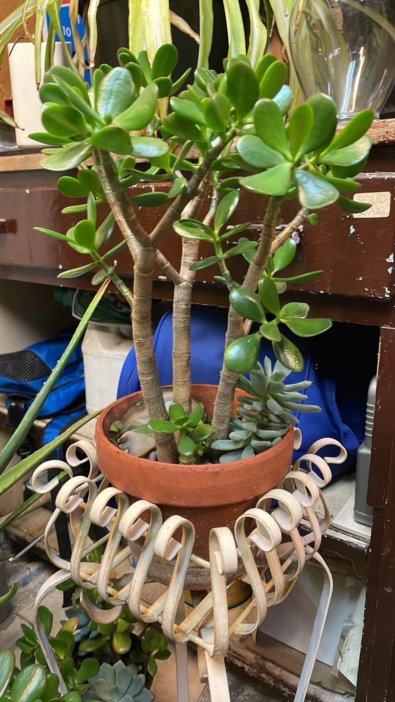 Jade Plants and succulents - photo 2
