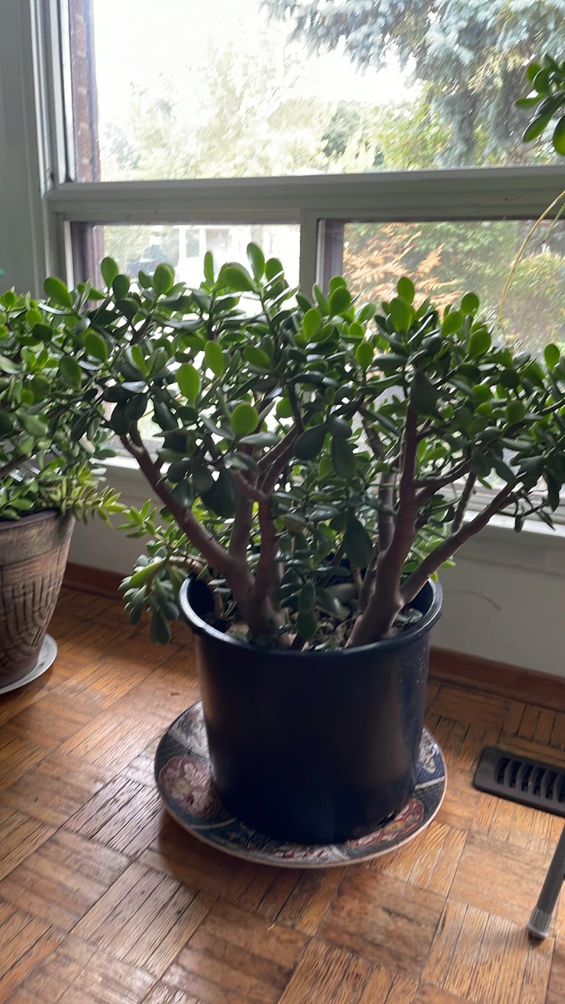 Jade Plants and succulents - photo 3