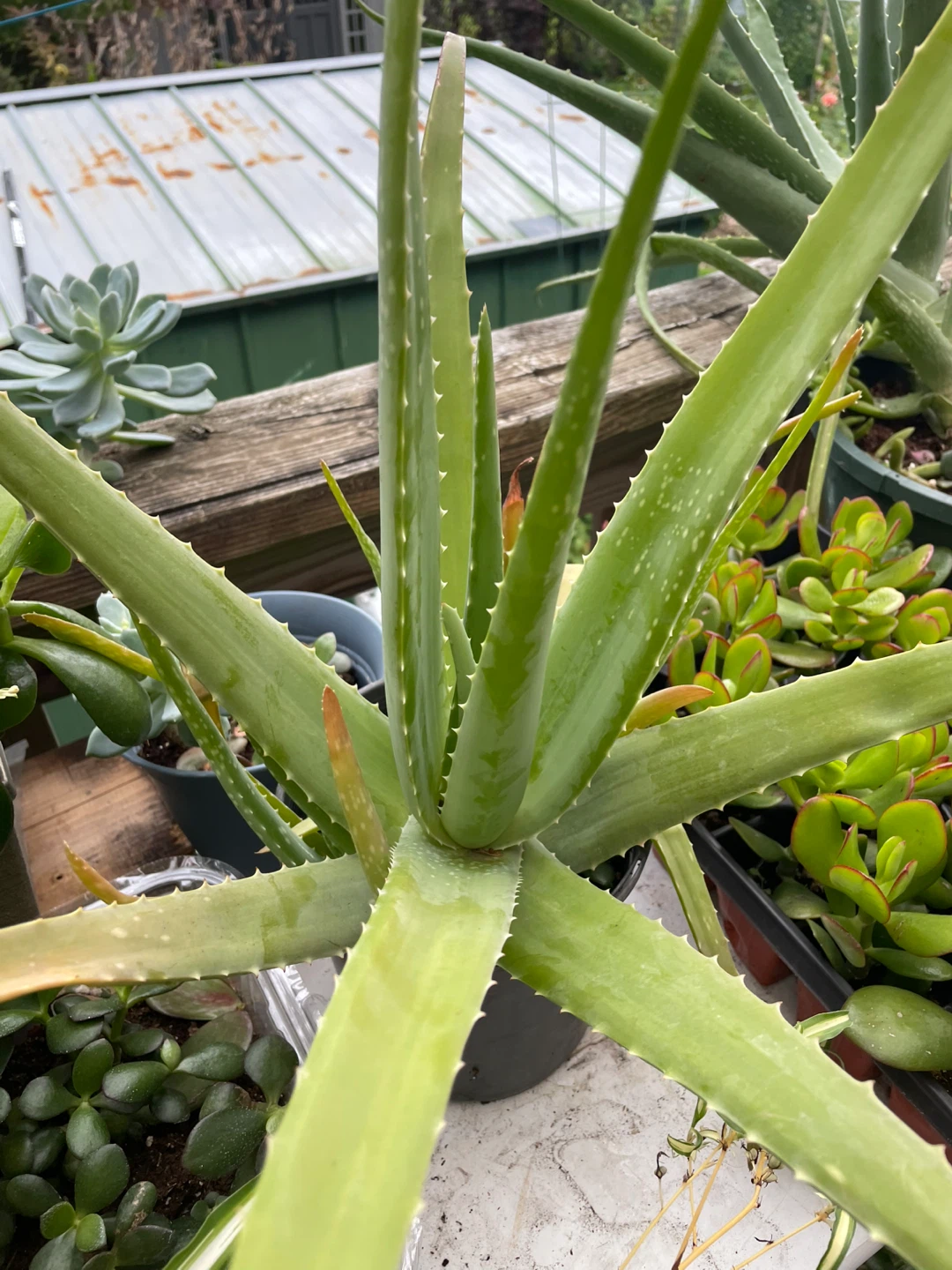 Aloe Vera Plant - photo 3