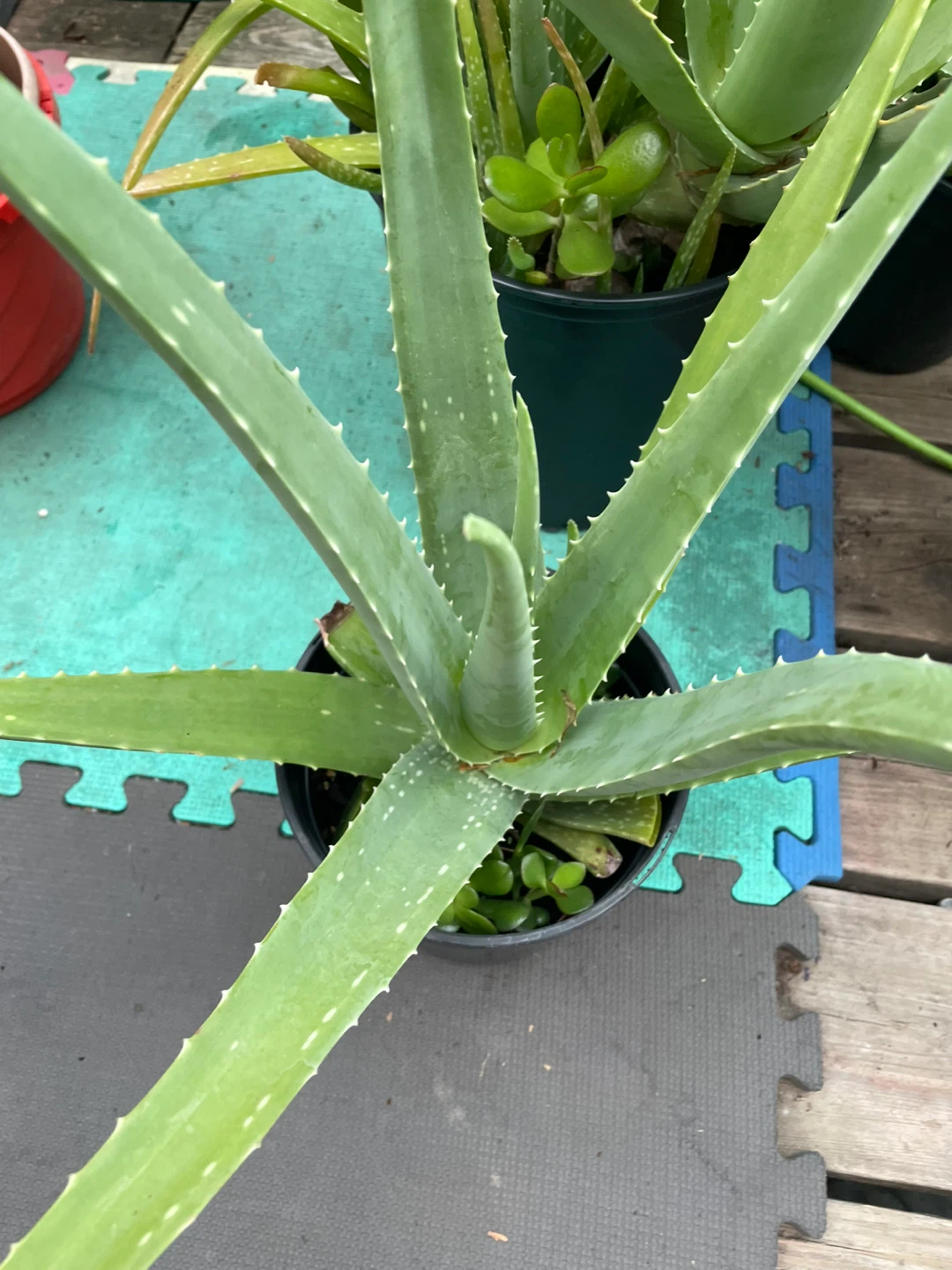 Aloe Vera Plant - photo 4
