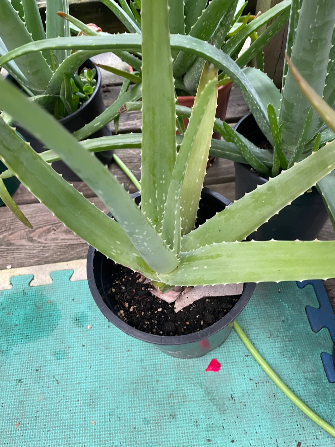 Aloe Vera Plant - photo 5