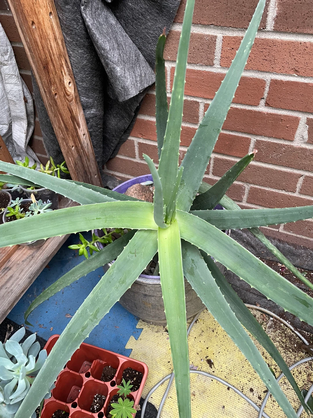 Aloe Vera Plant - photo 2