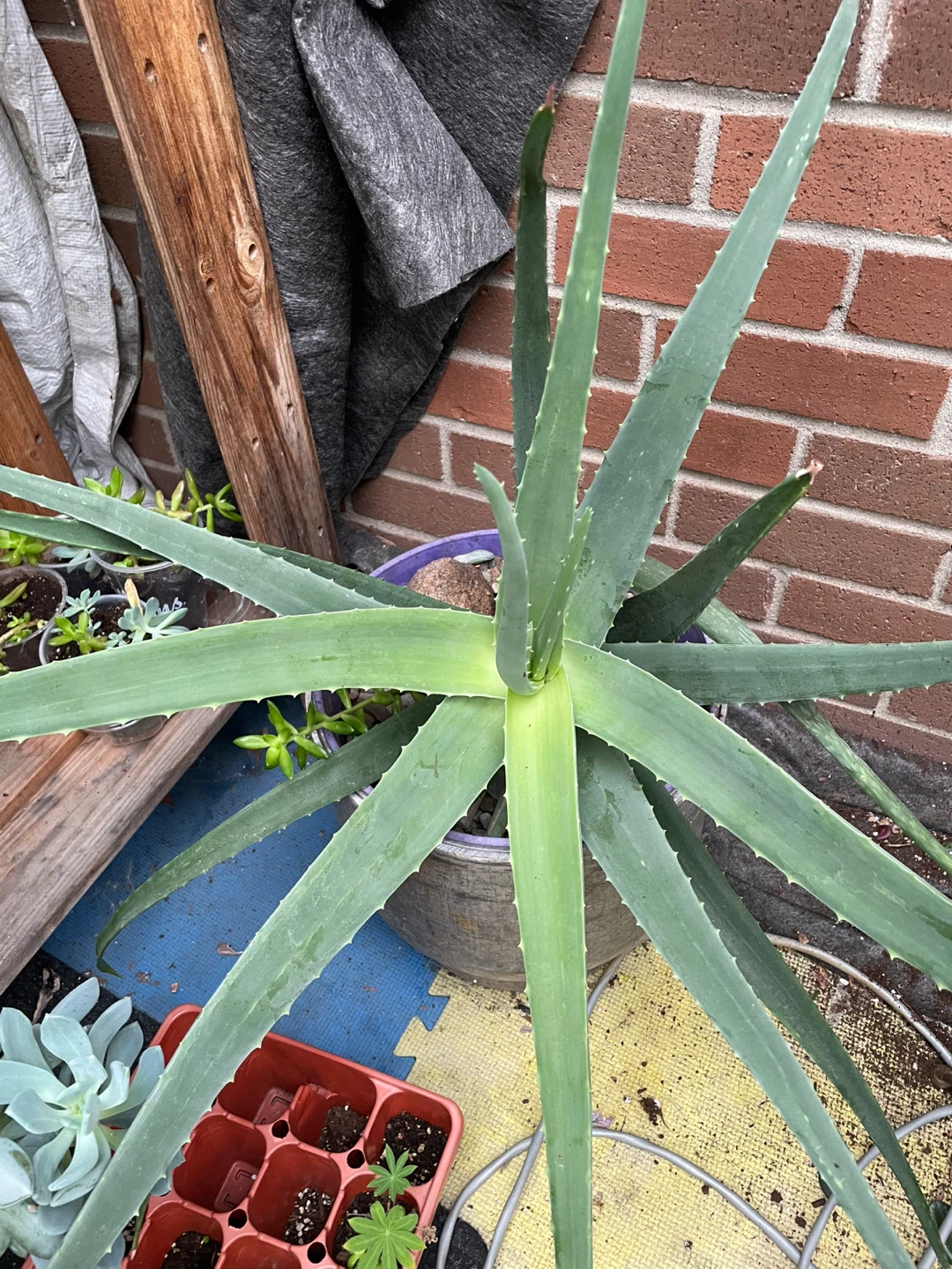 Aloe Vera Plant