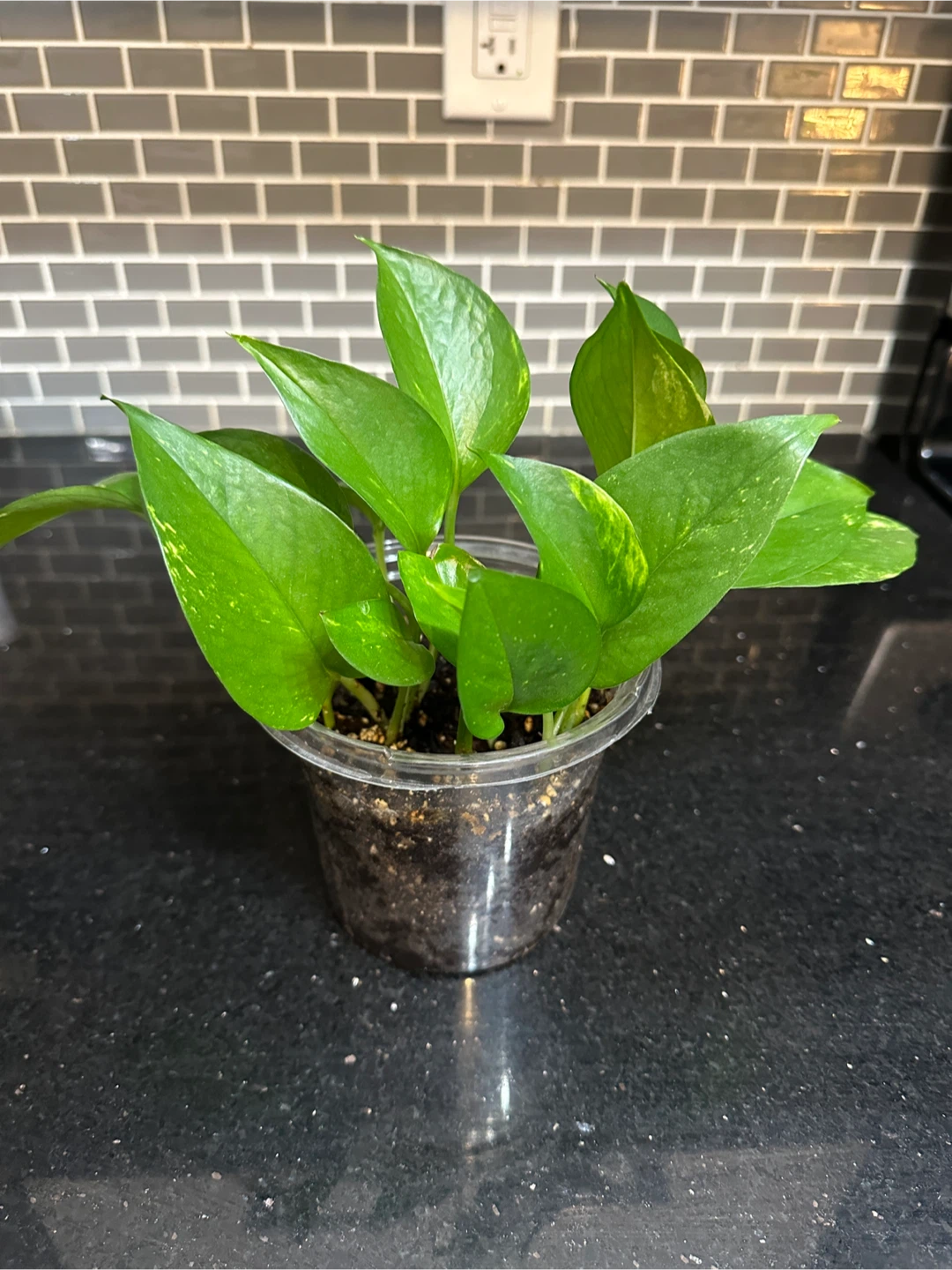 Pothos Plant in Clear Pot