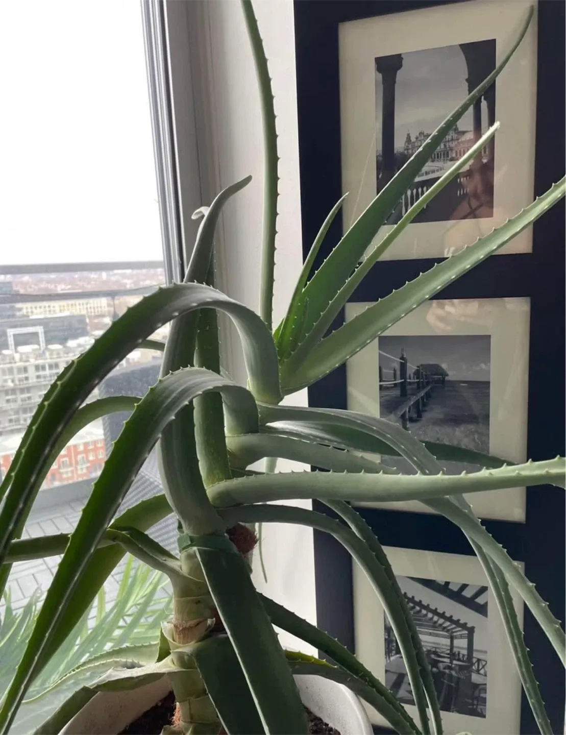 HEALTHY Aloe Vera Plants 🥕 image indicator(3)