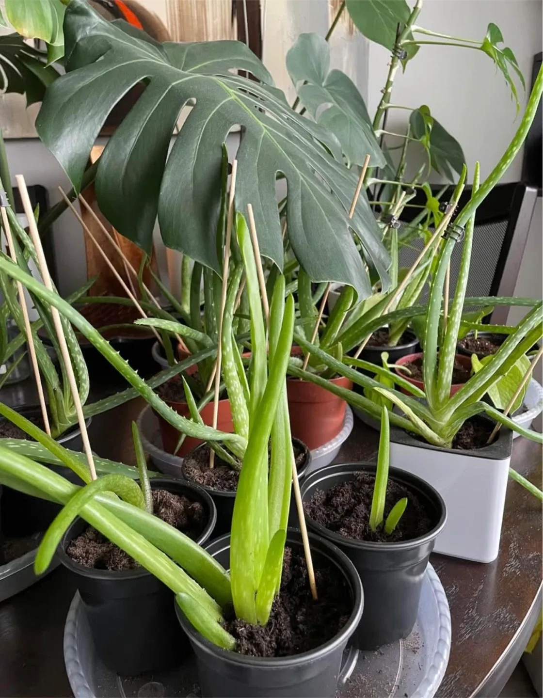 HEALTHY Aloe Vera Plants 🥕 image indicator(2)