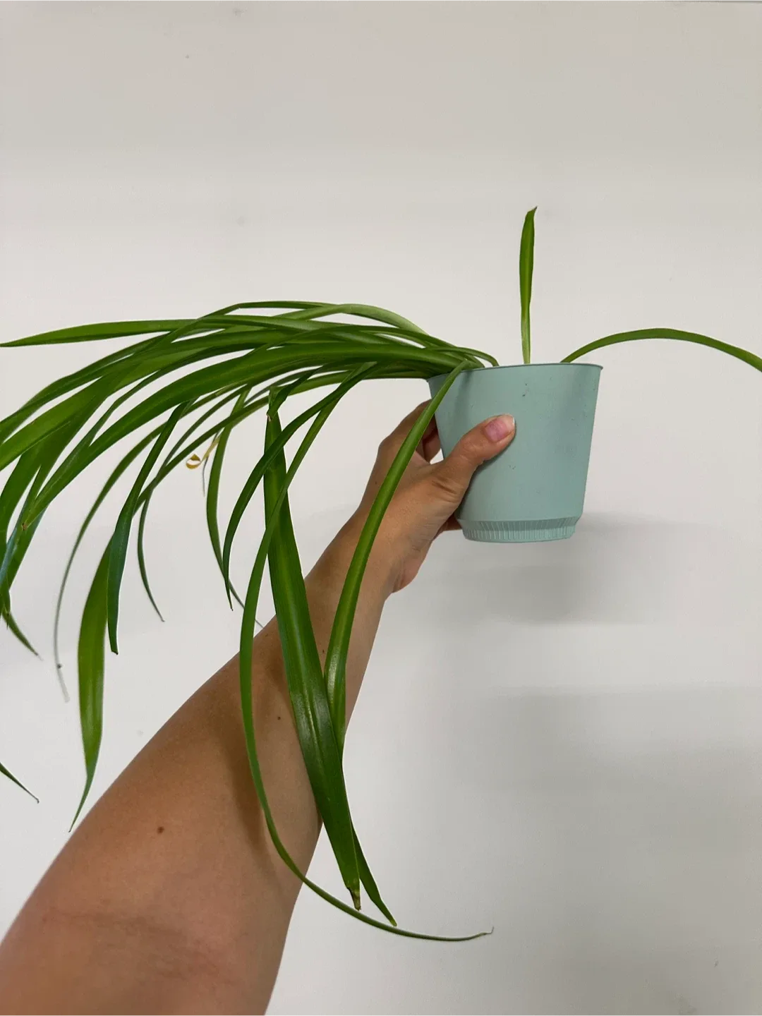 Green Spider Plant image indicator(2)