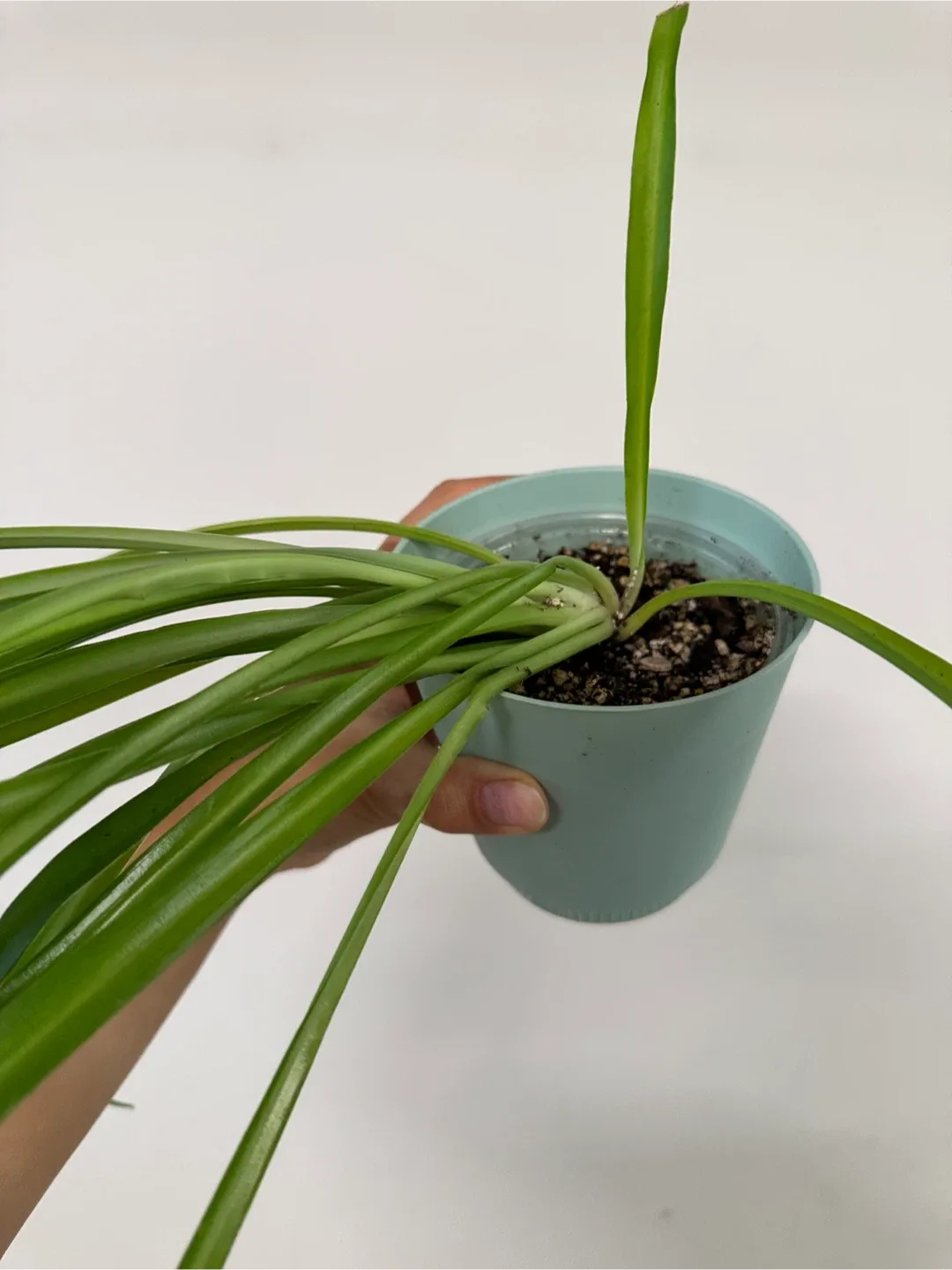 Green Spider Plant image indicator(3)