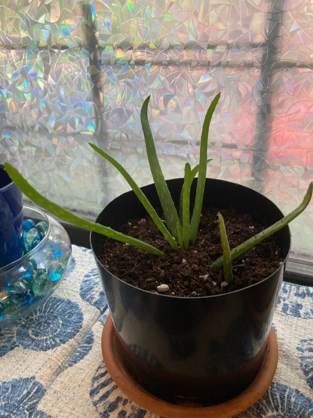 Aloe Vera Plant image indicator(2)