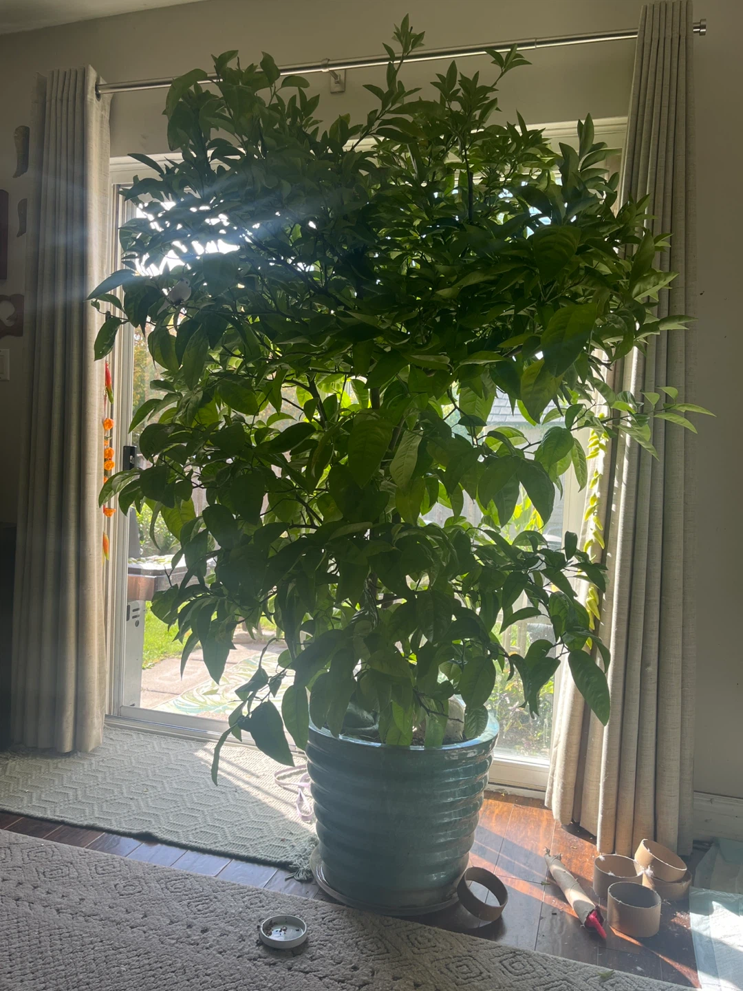 Mandarin tree - photo 2