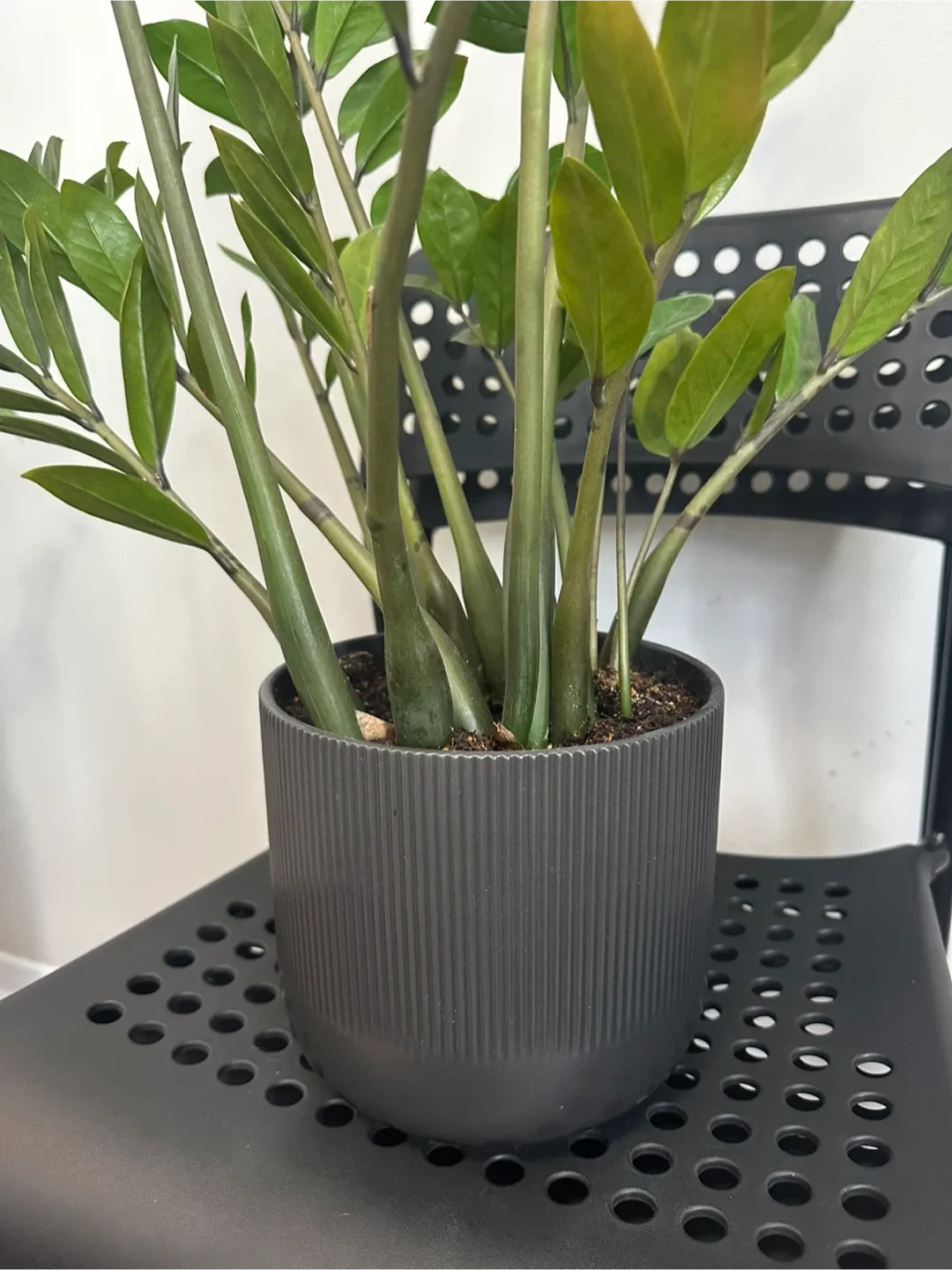 ZZ Plant in Black Pot image indicator(2)