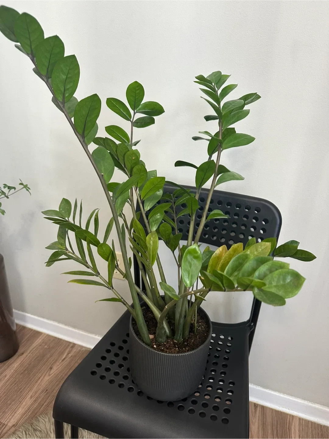 ZZ Plant in Black Pot image indicator(3)