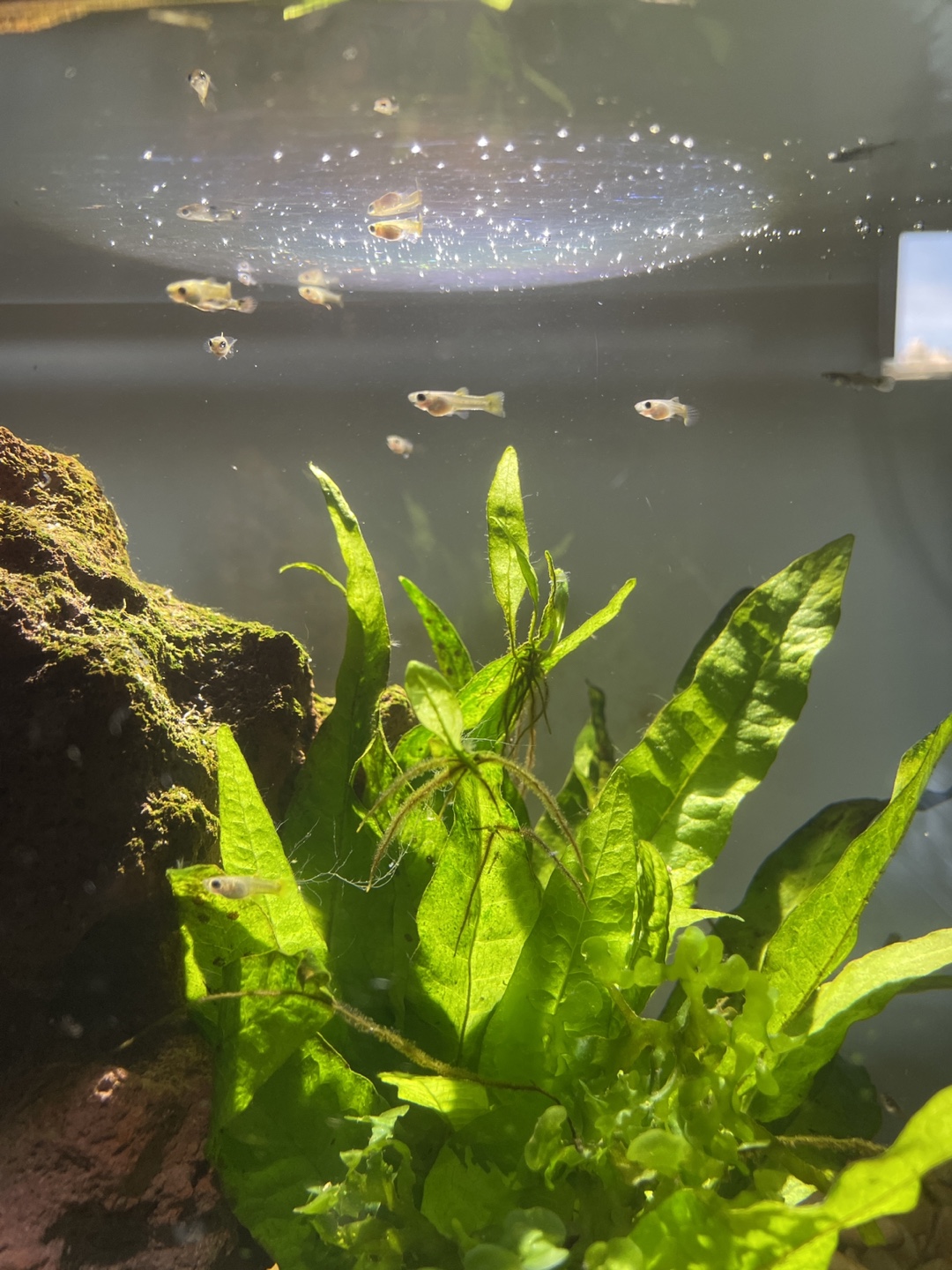 Live Guppy Fish for Aquarium (1-2 months old)