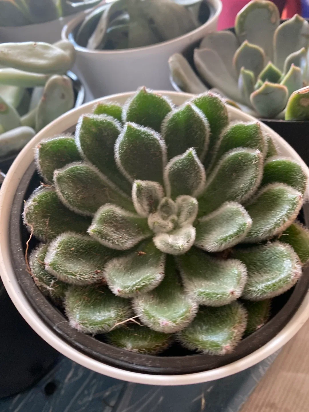 Succulent Plants 4 inch image indicator(2)