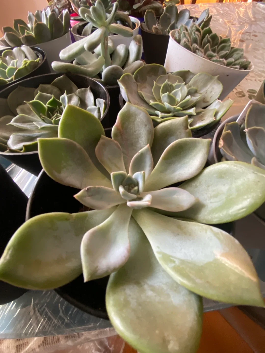 Succulent Plants 4 inch image indicator(3)