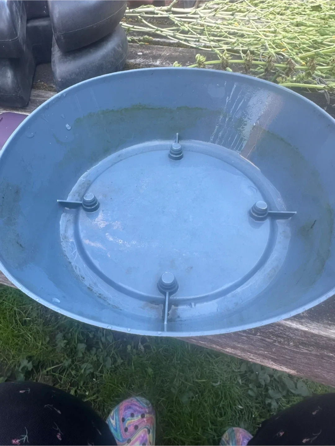 Free - Plant It! Planter Saucer 🥕