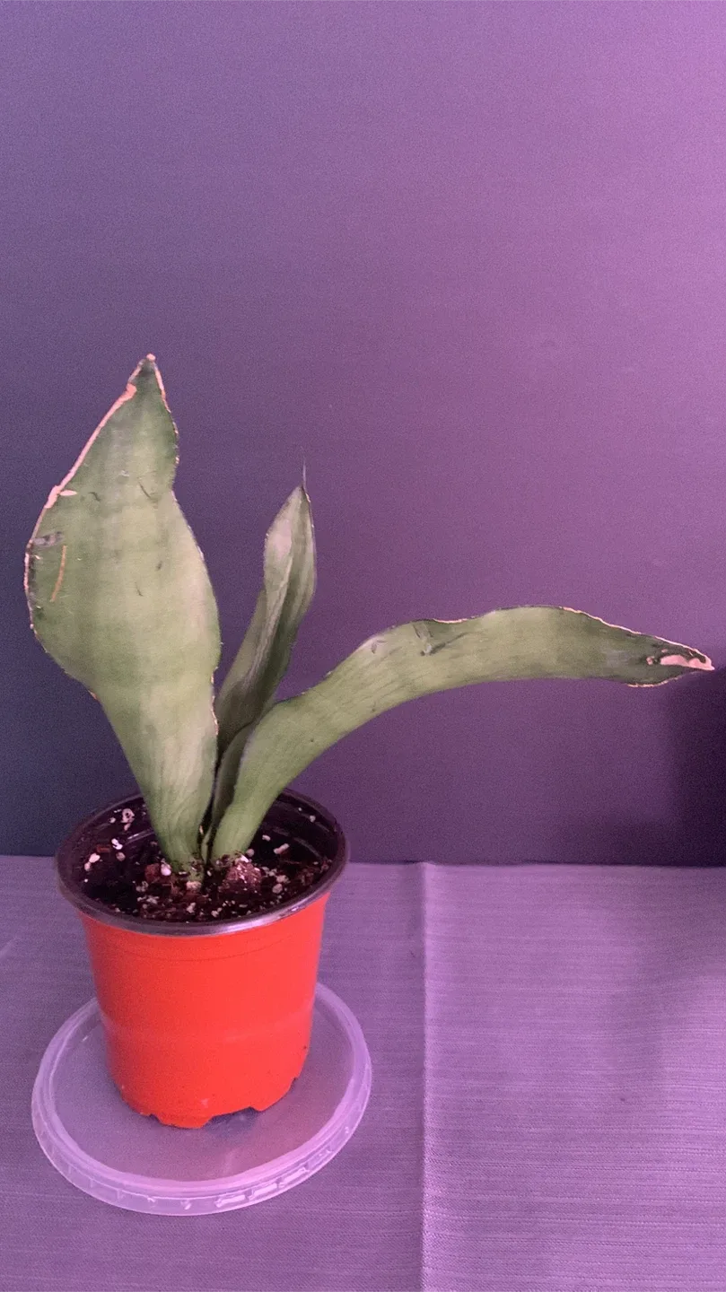 🥕 Moonshine snake plant image indicator(6)