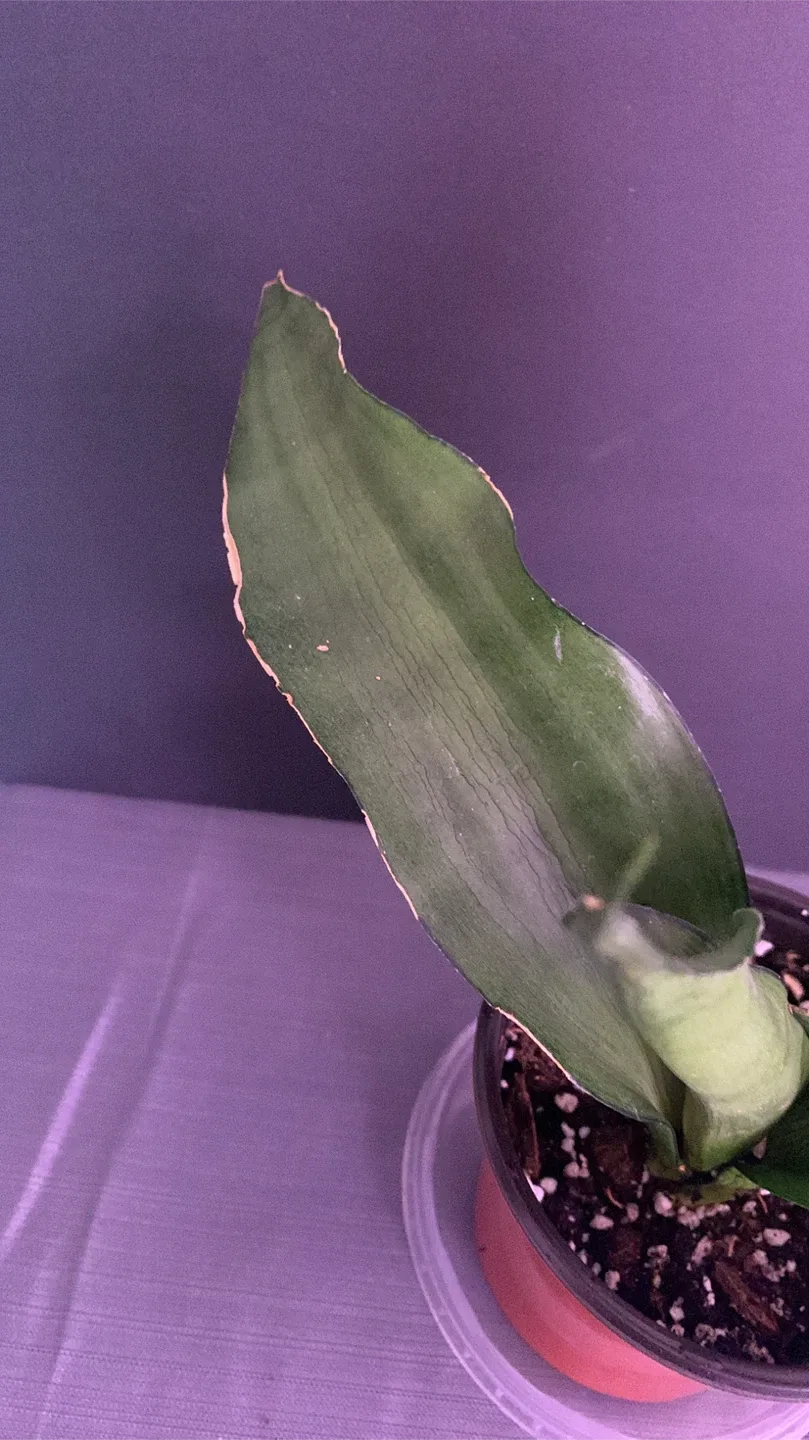 🥕 Moonshine snake plant image indicator(4)