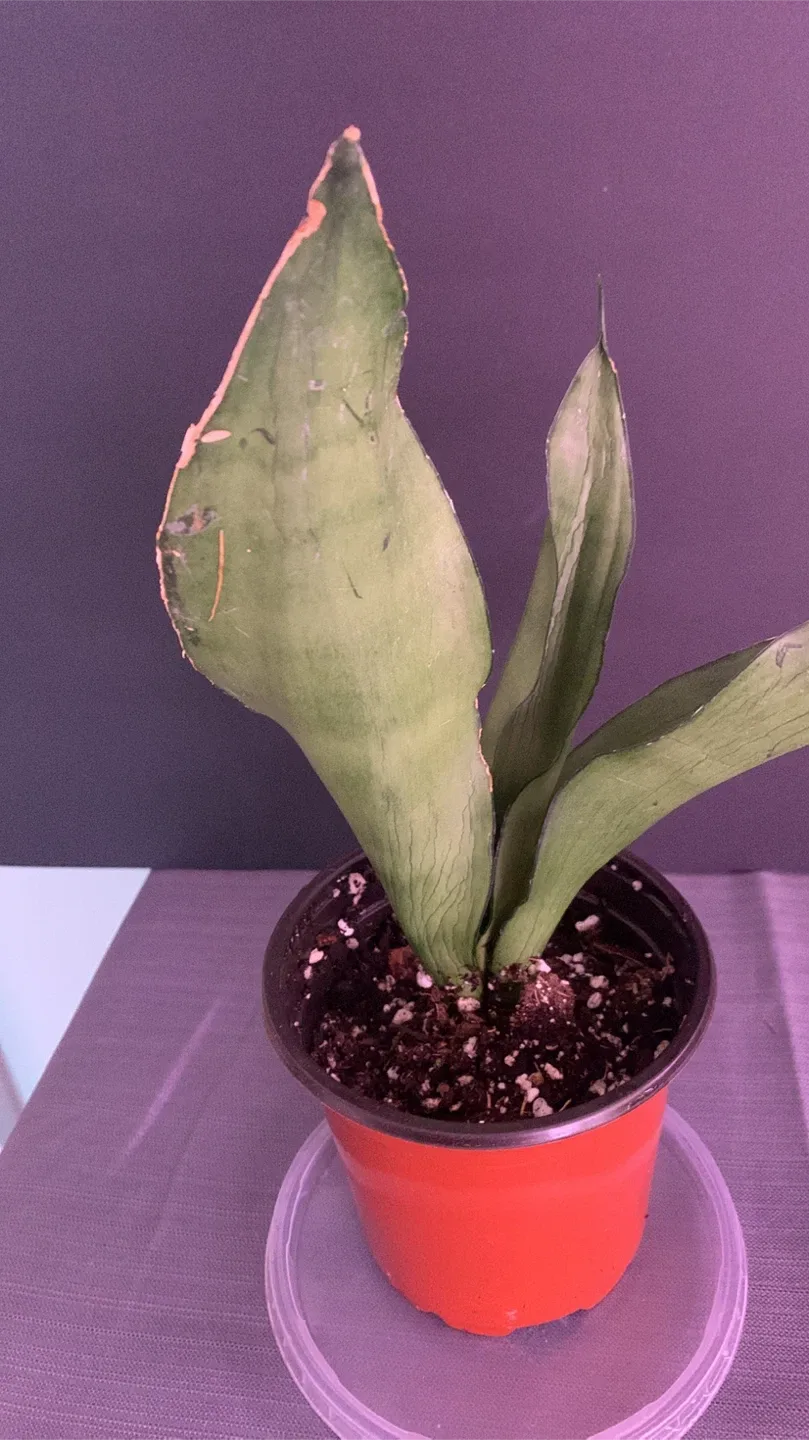 🥕 Moonshine snake plant image indicator(5)