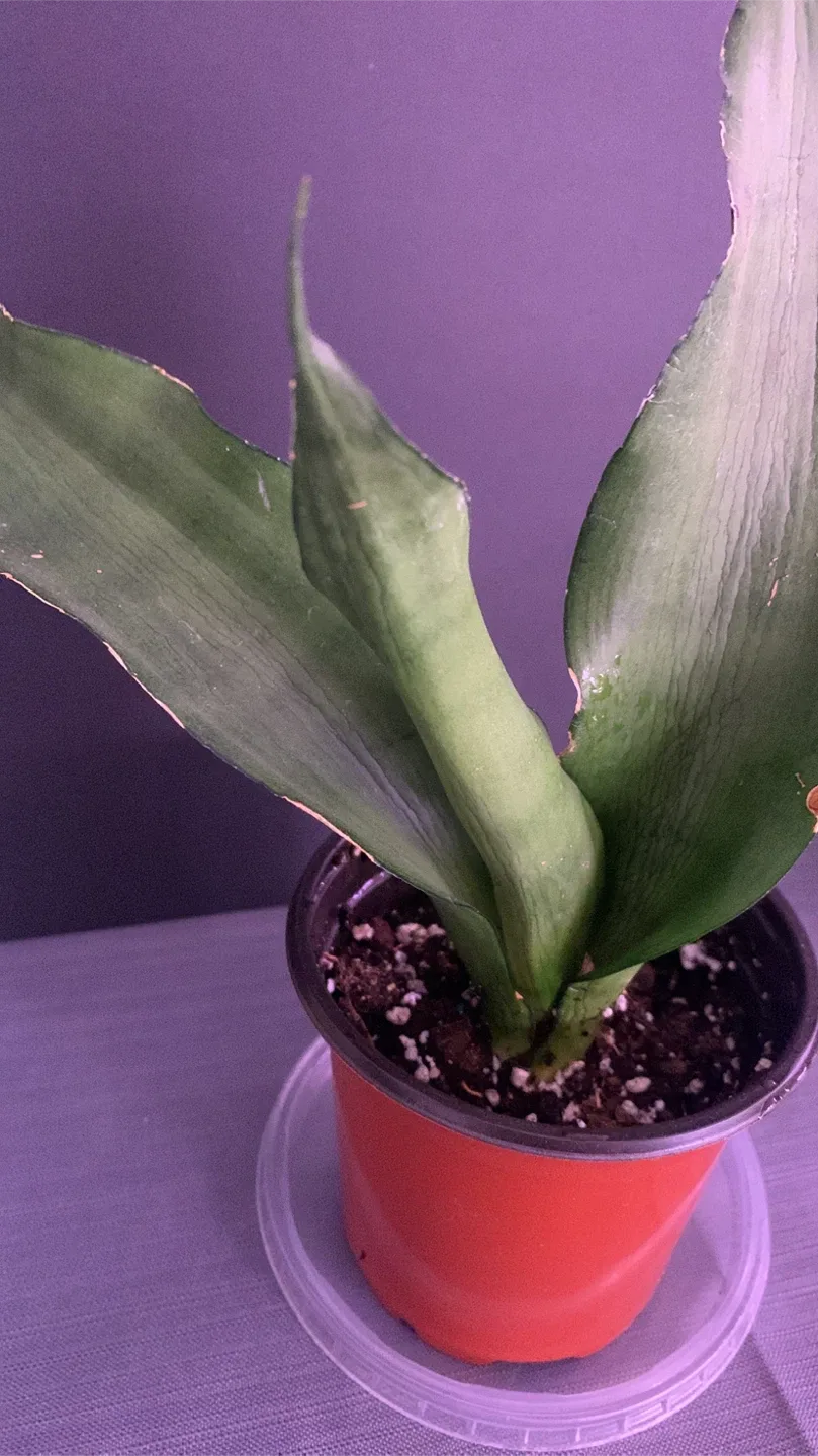 🥕 Moonshine snake plant image indicator(3)
