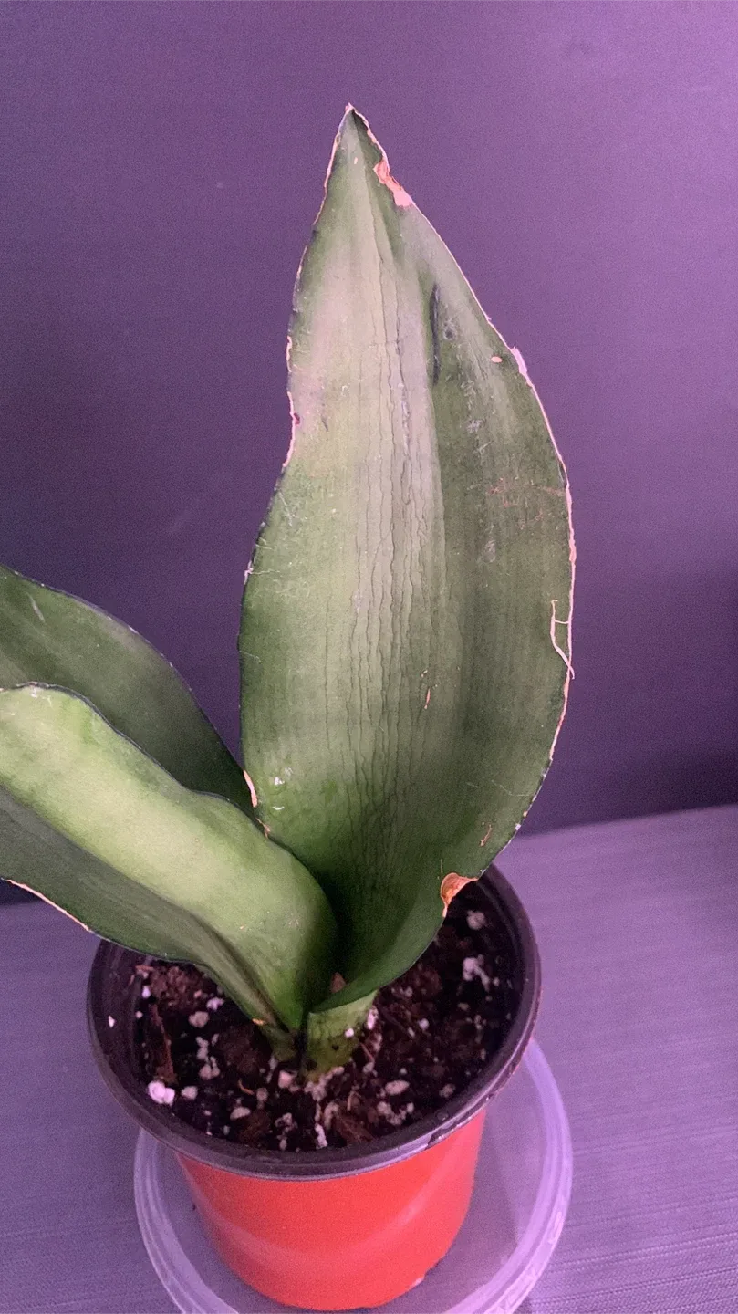 🥕 Moonshine snake plant image indicator(2)