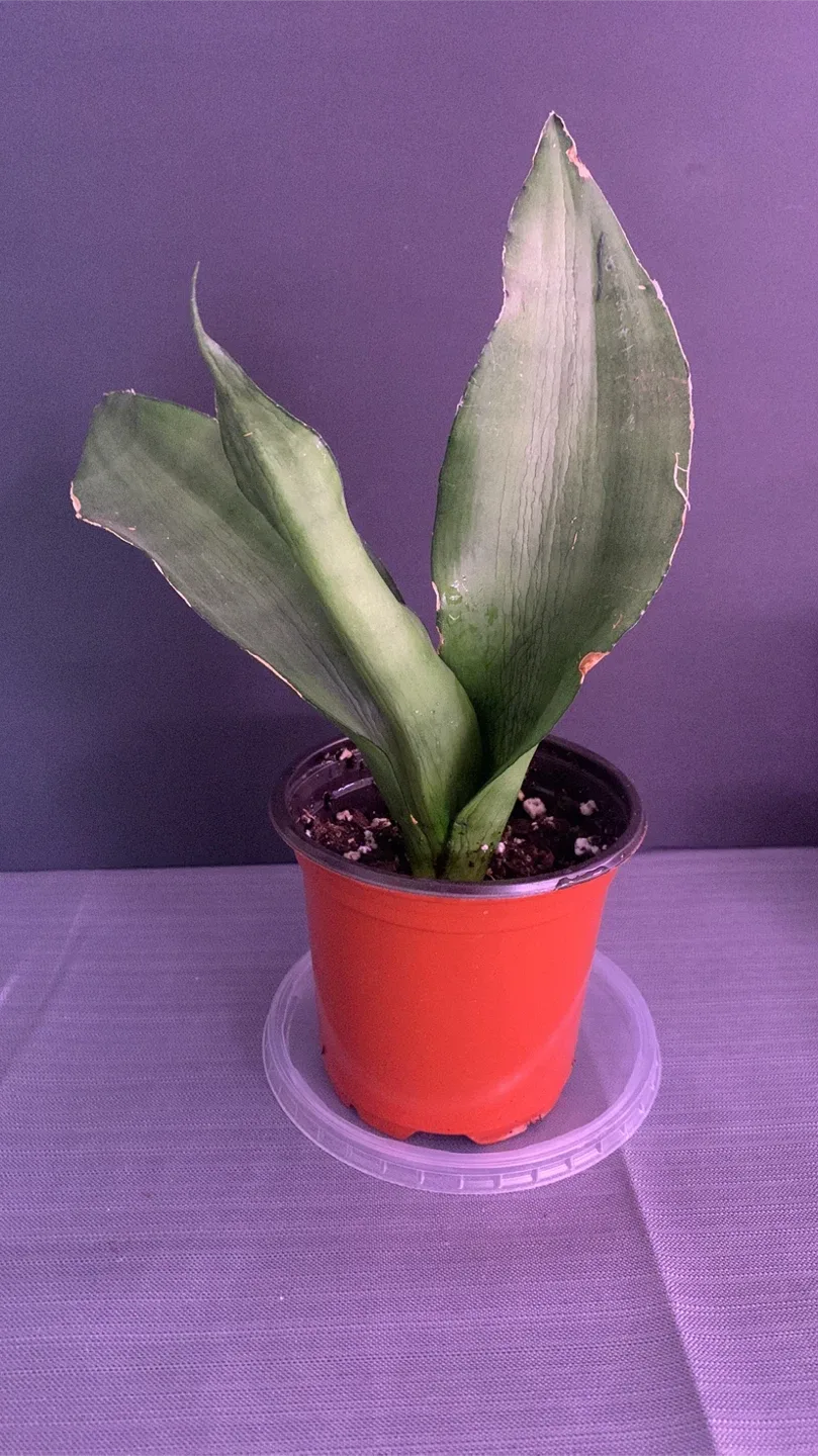 comment article thumbnail