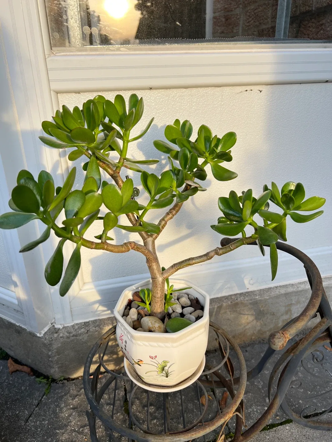 Jade plant and Hoya Carnosa for sale image indicator(2)