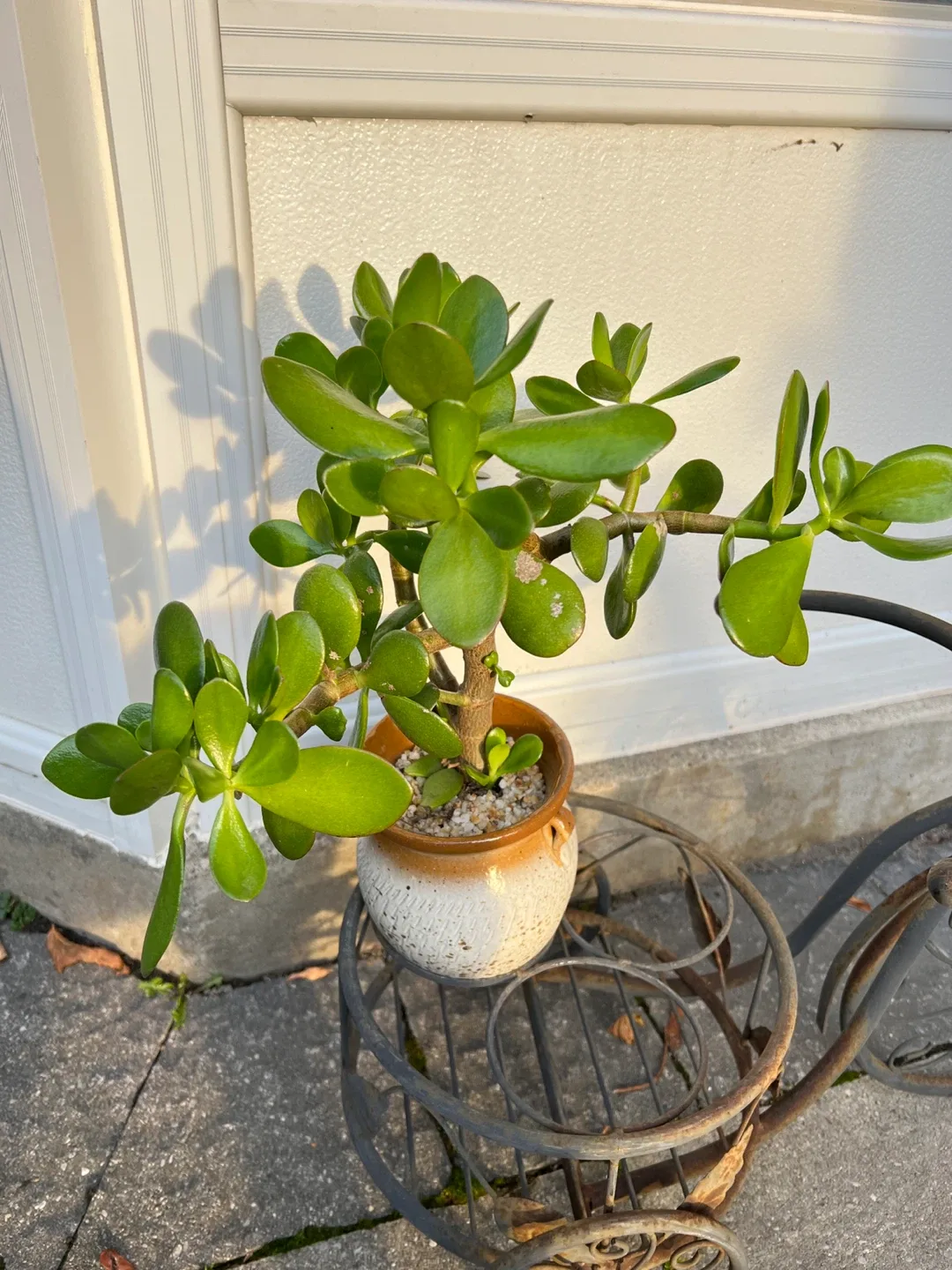 Jade plant and Hoya Carnosa for sale image indicator(3)