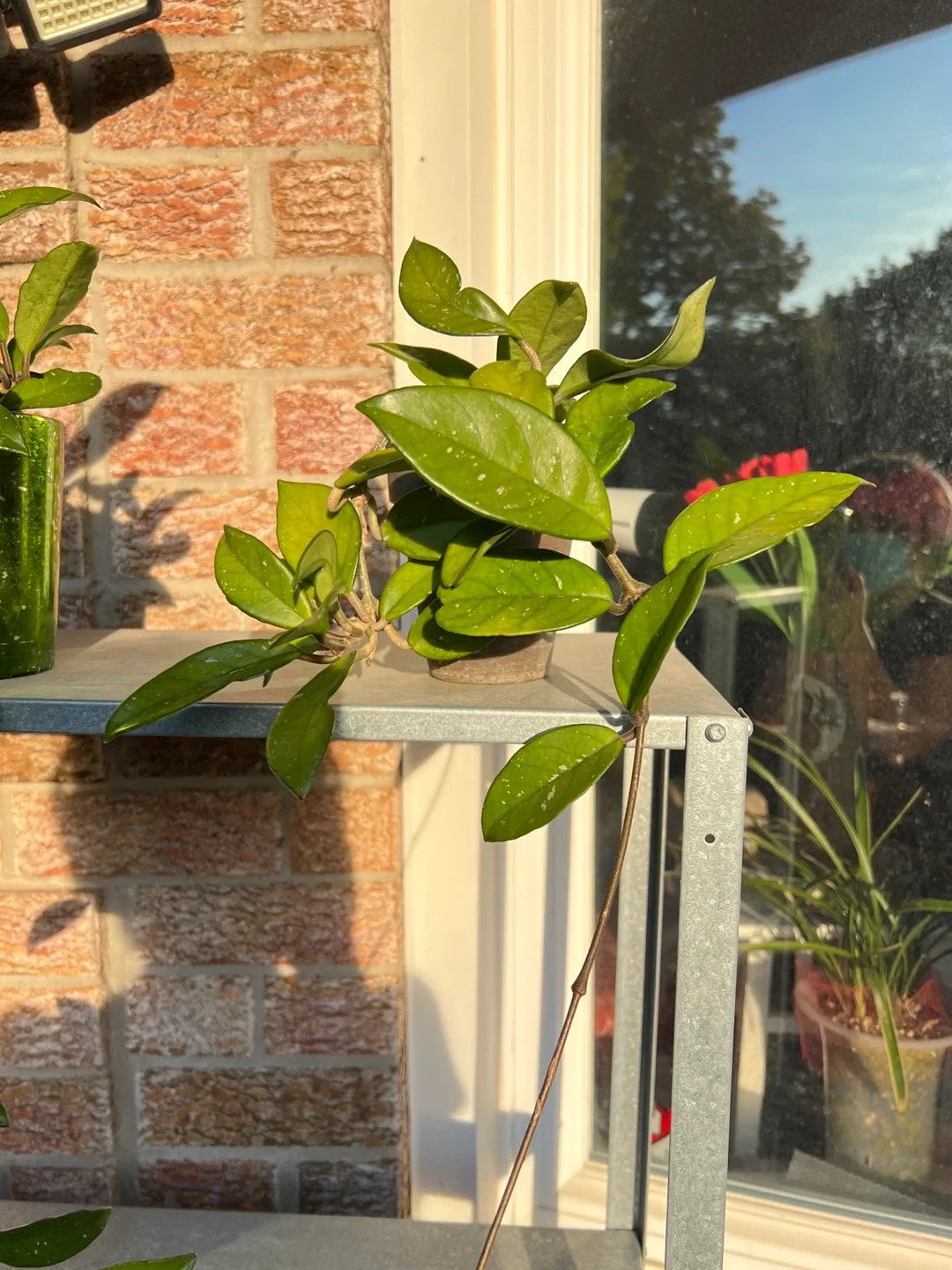 Jade plant and Hoya Carnosa for sale image indicator(4)