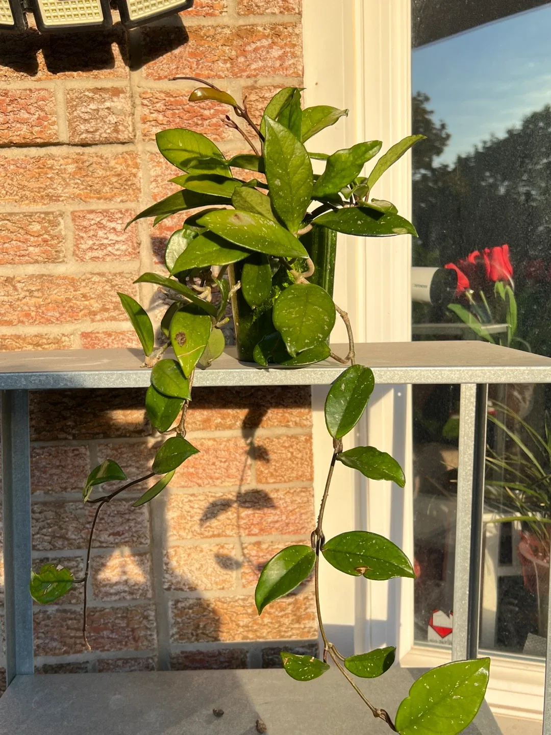 Jade plant and Hoya Carnosa for sale image indicator(5)