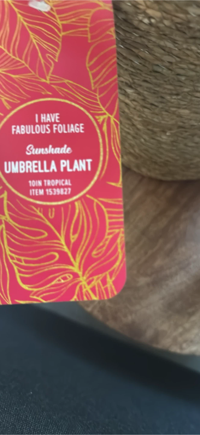 Sunshade Umbrella Plant - 10in Tropical - photo 5
