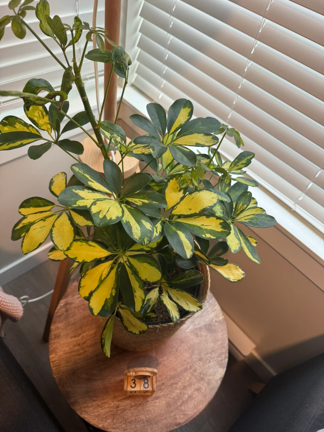 Sunshade Umbrella Plant - 10in Tropical - photo 4