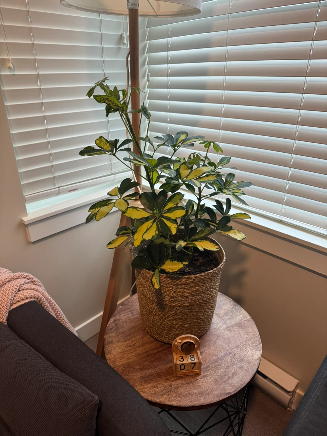 Sunshade Umbrella Plant - 10in Tropical
