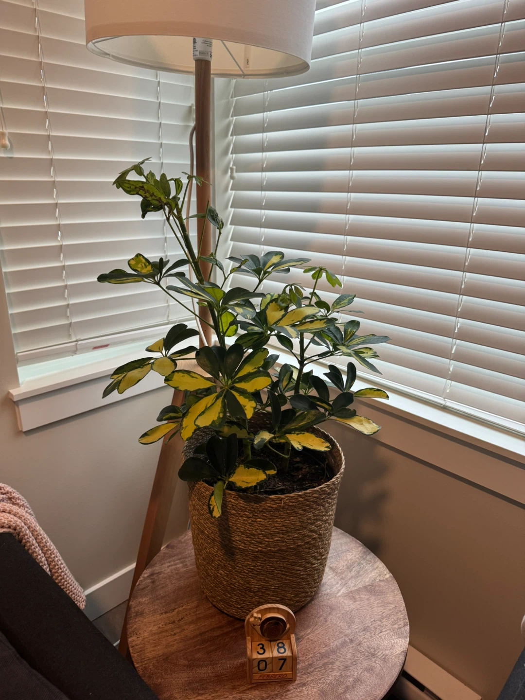 Sunshade Umbrella Plant - 10in Tropical - photo 2