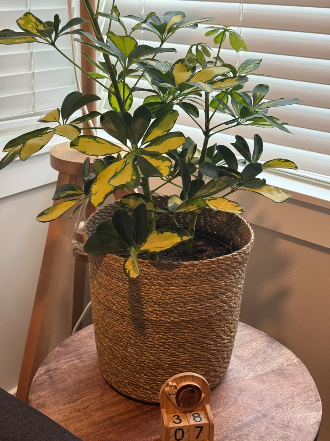 Sunshade Umbrella Plant - 10in Tropical - photo 3