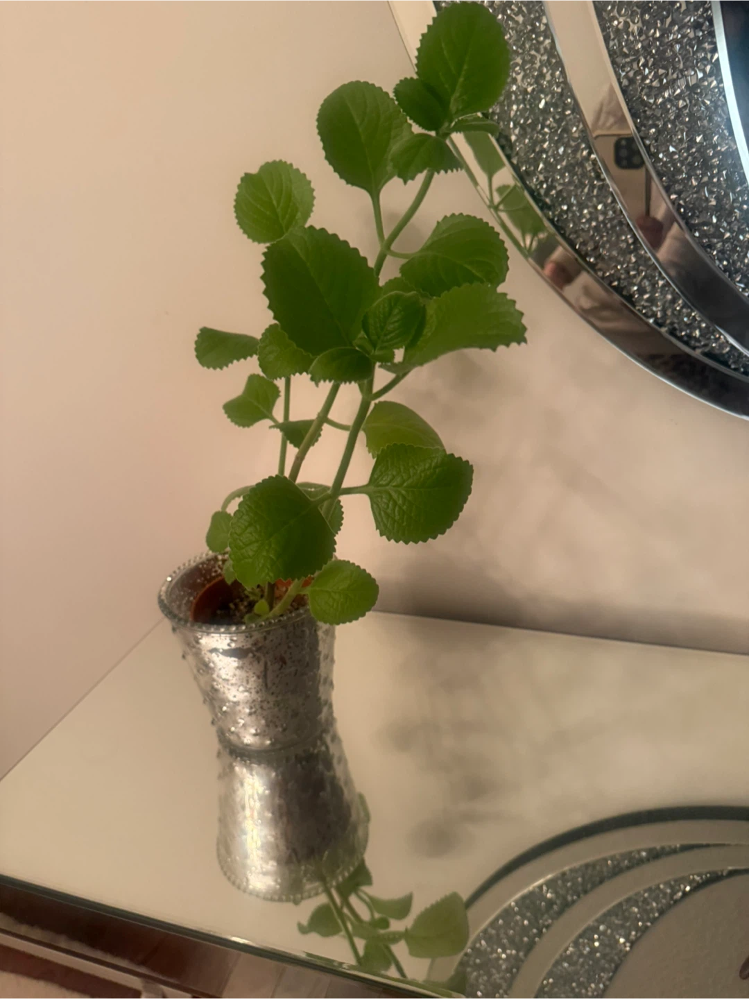 Potted thyme plant in silver pot 🥕