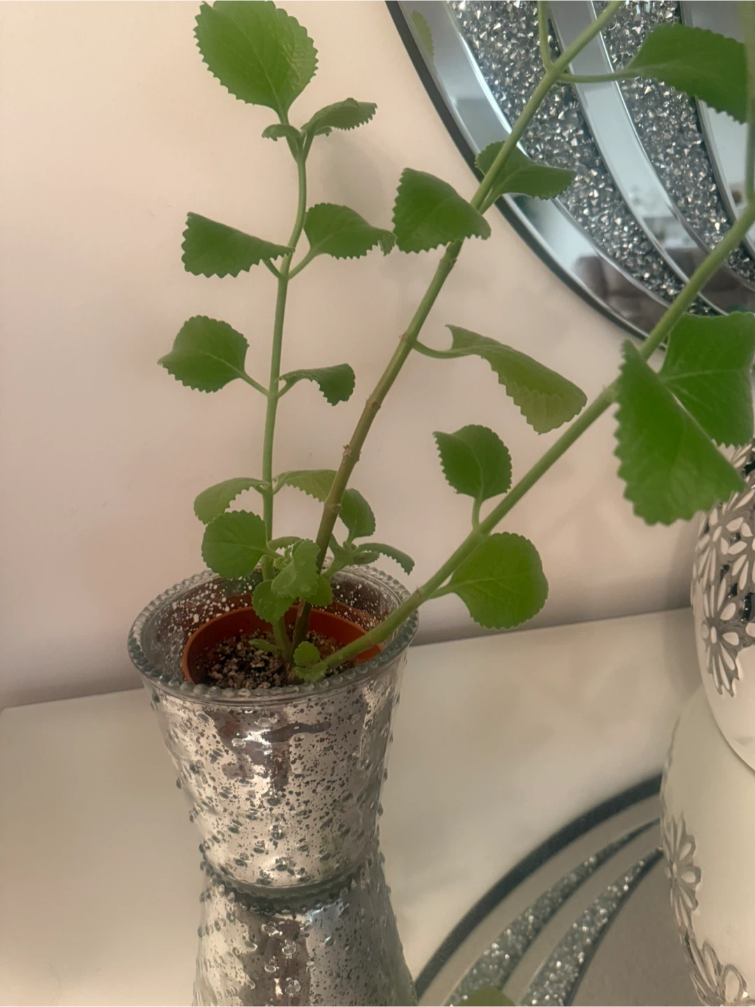 Potted thyme plant in silver pot 🥕 - photo 2