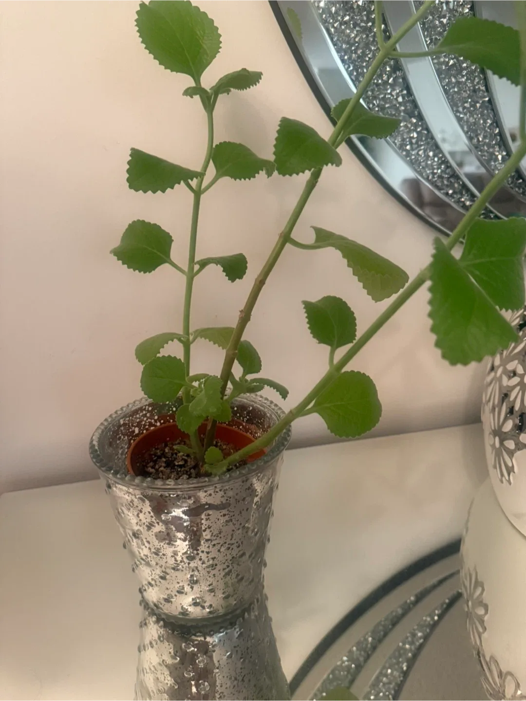 Potted thyme plant in silver pot 🥕 image indicator(2)