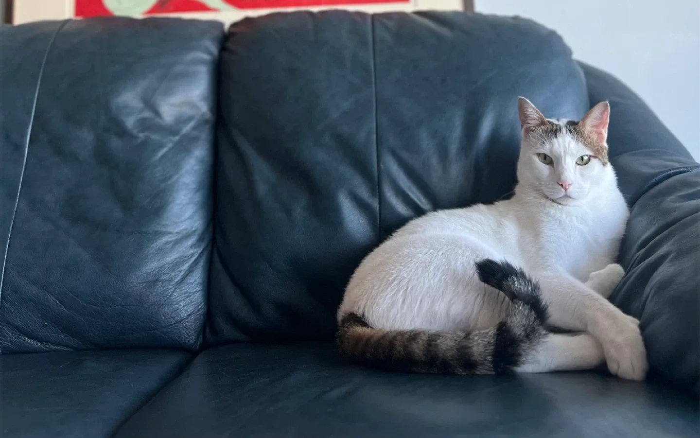 Navy blue leather love seat image indicator(3)