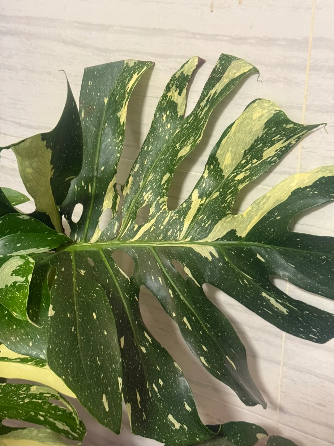 huge size Monstera Thai Constellation with planter image indicator(8)