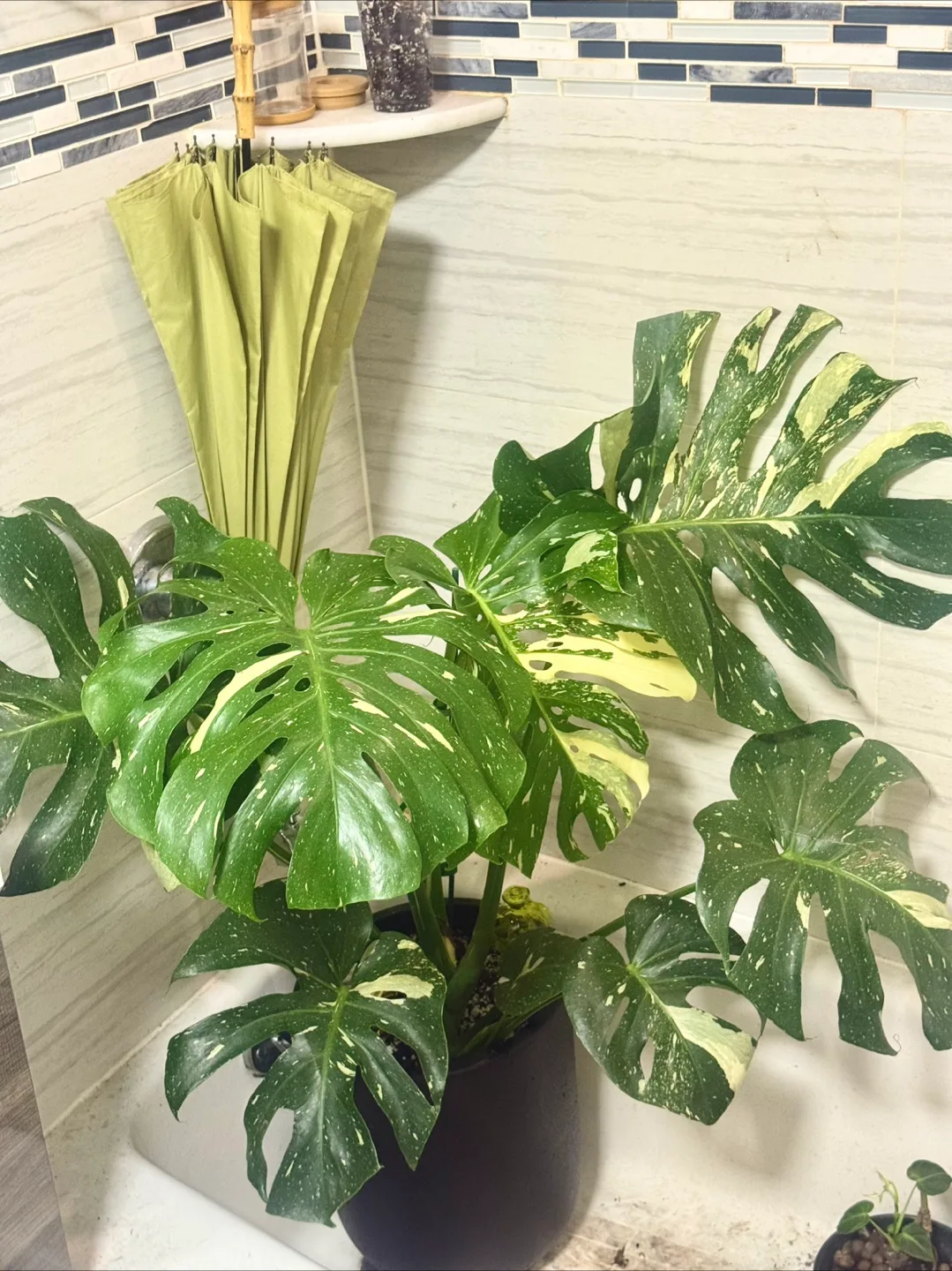 huge size 4FT Monstera Thai Constellation Plant with CB2 planter thumbnail