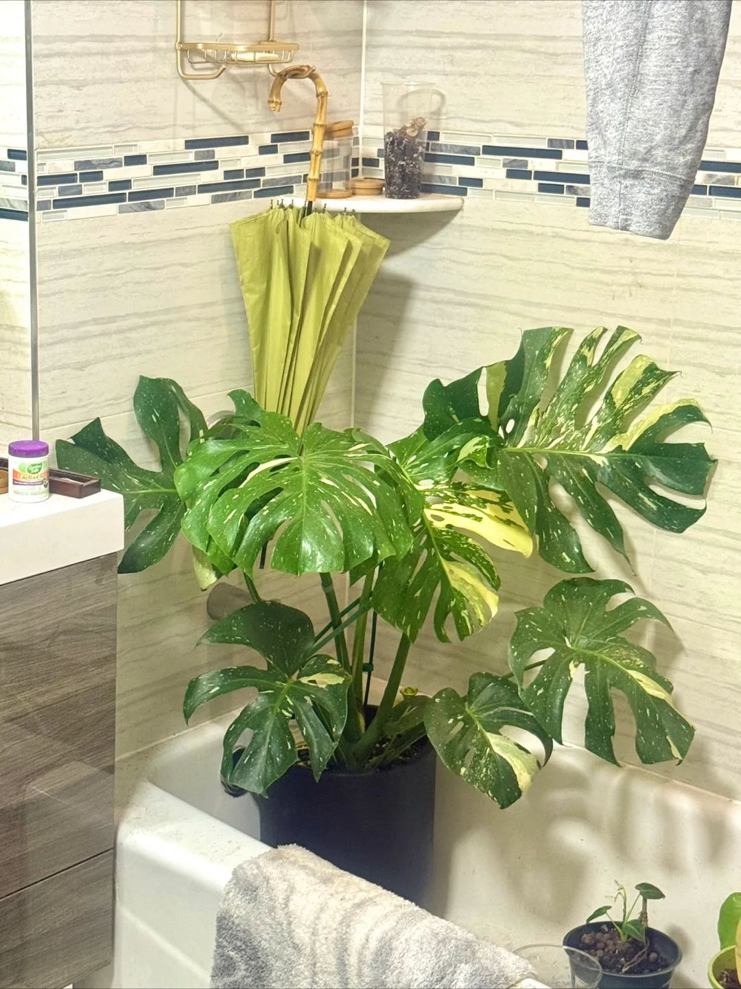 huge size Monstera Thai Constellation with planter image indicator(6)