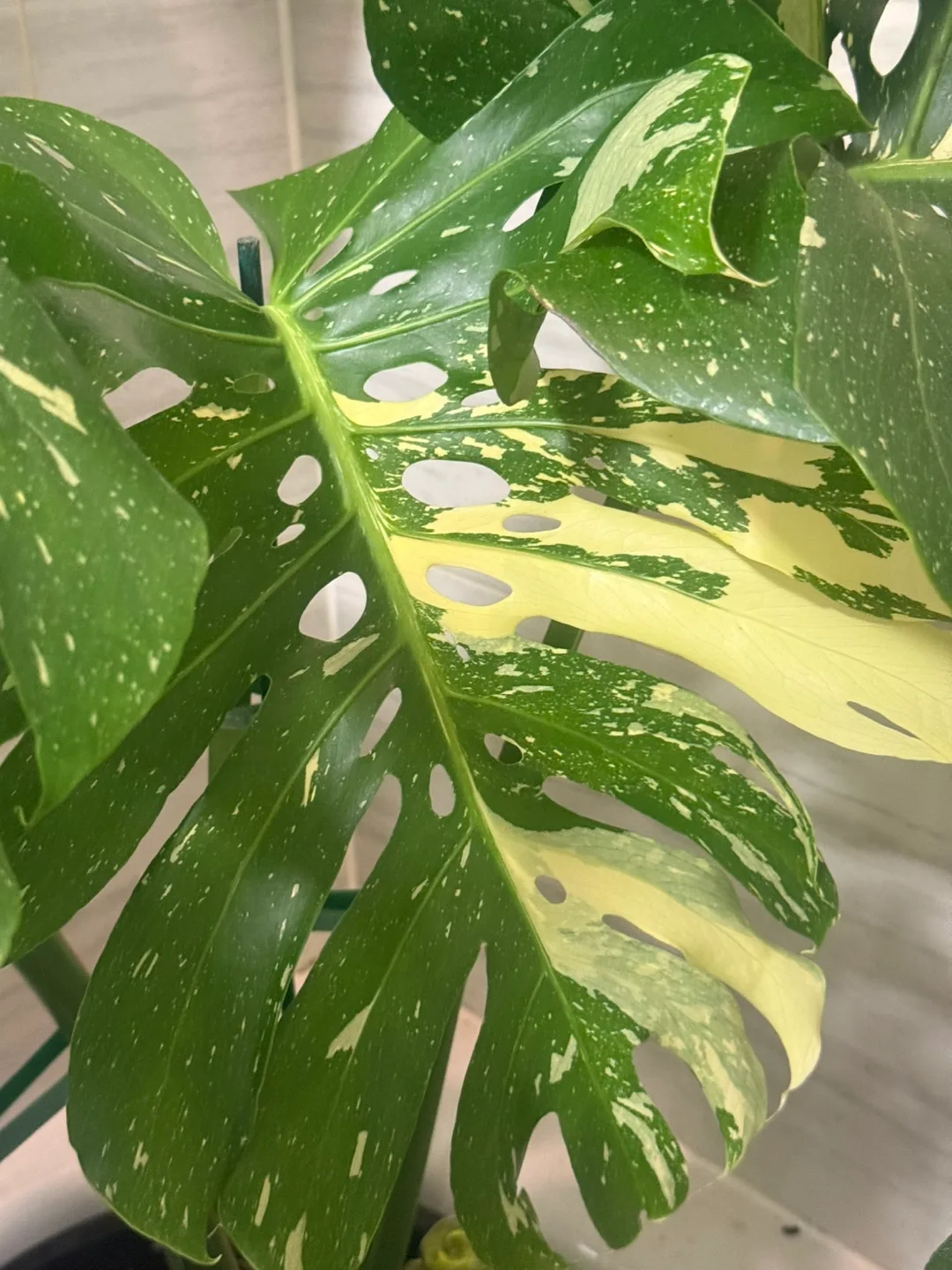 huge size Monstera Thai Constellation with planter image indicator(7)