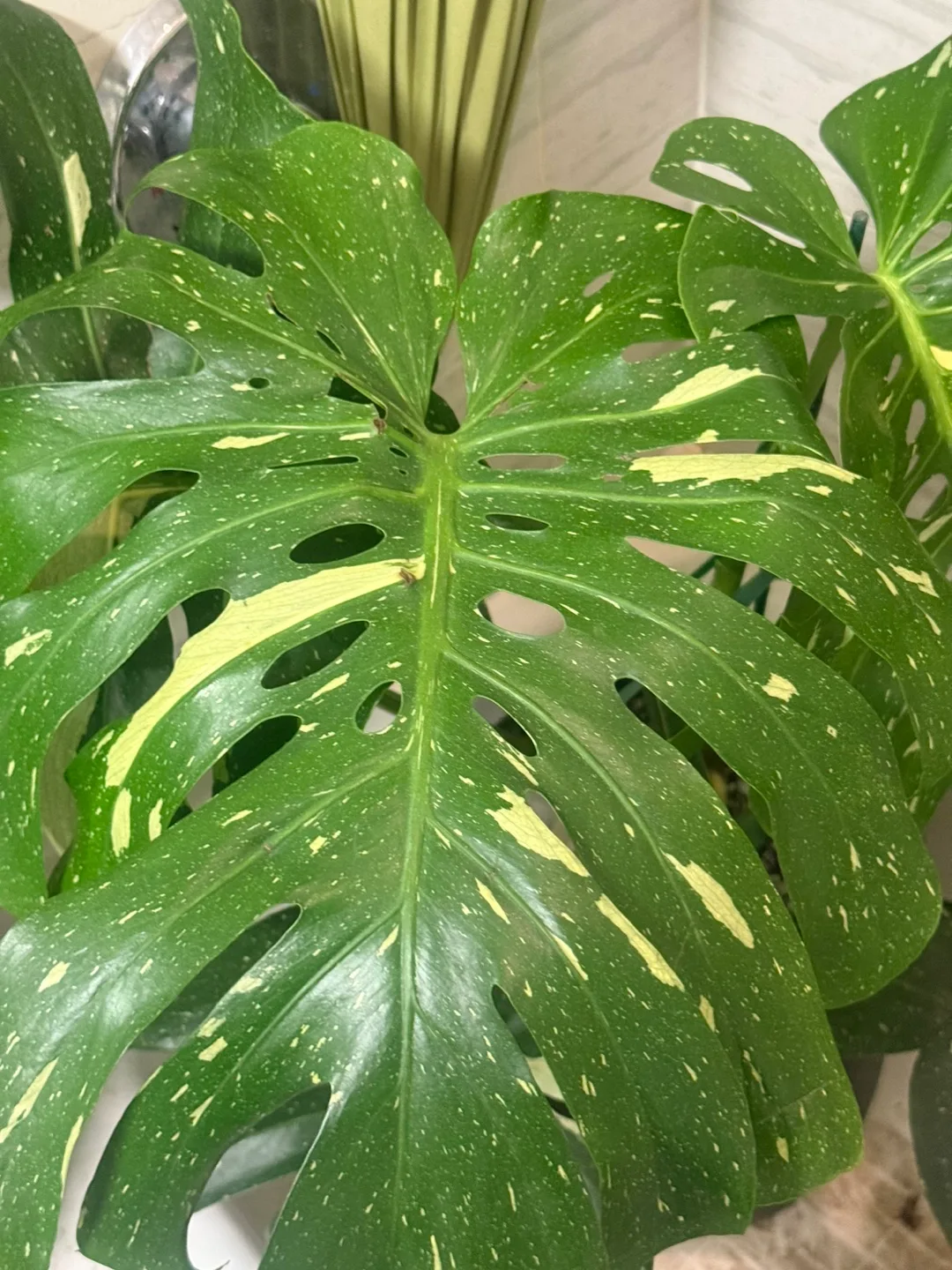 huge size Monstera Thai Constellation with planter image indicator(9)