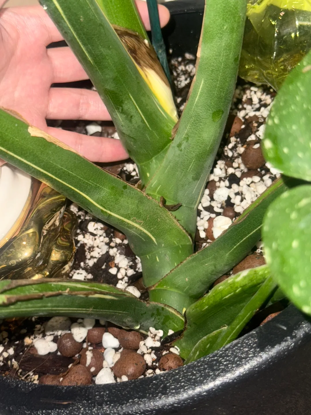 huge size Monstera Thai Constellation with planter image indicator(10)