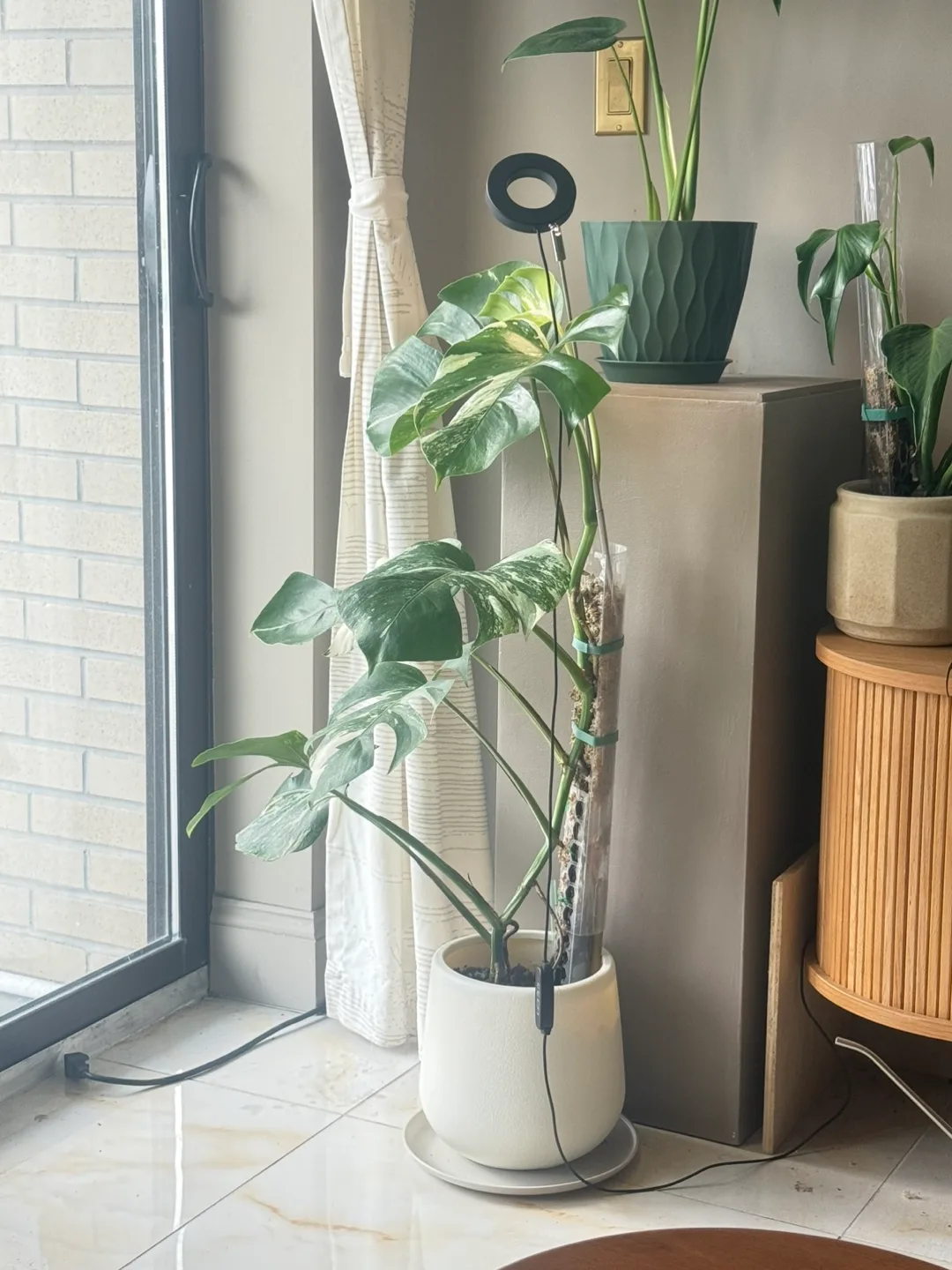 Variegated Monstera Albo Plant image indicator(4)