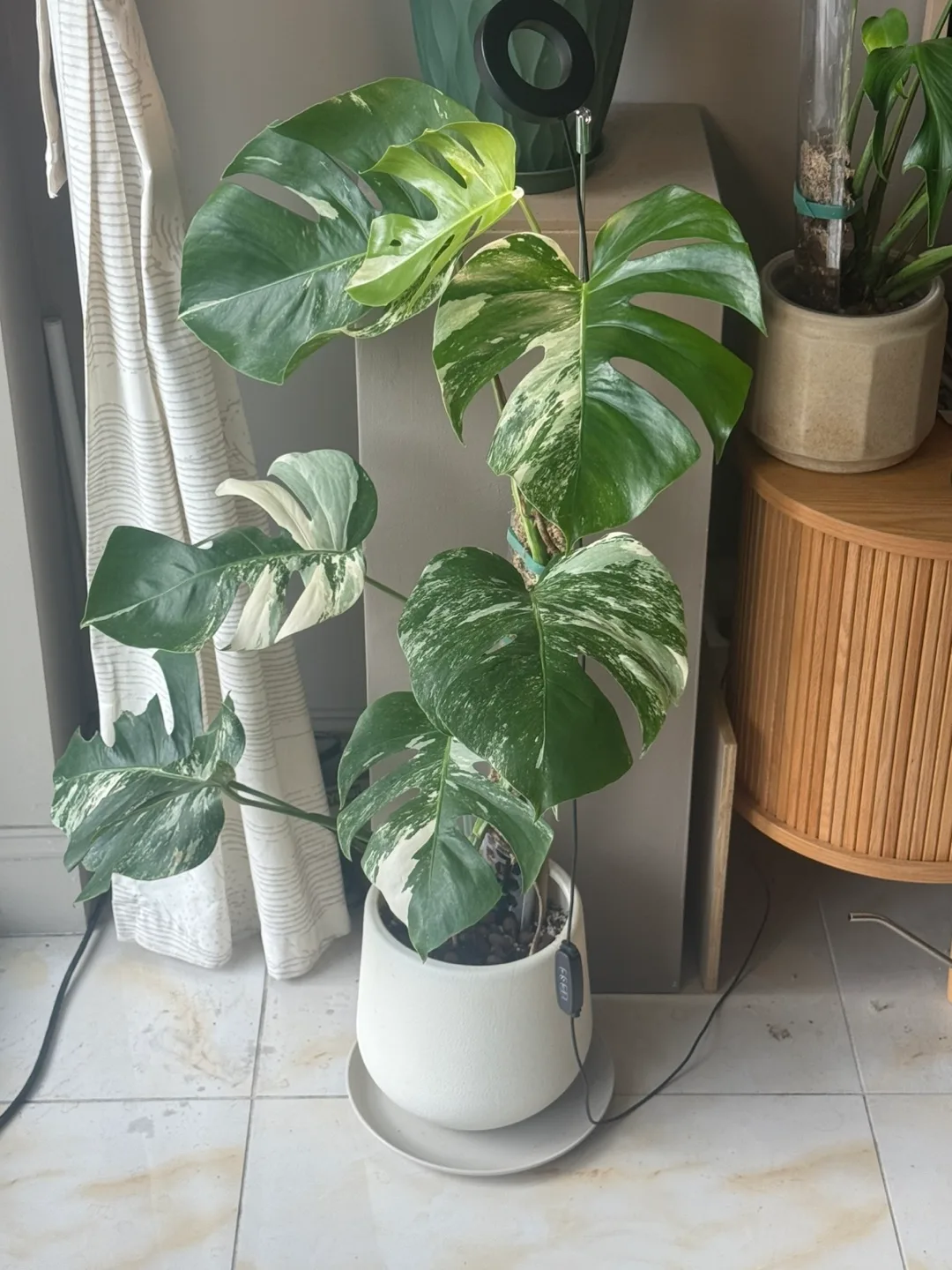 Variegated Monstera Albo Plant thumbnail