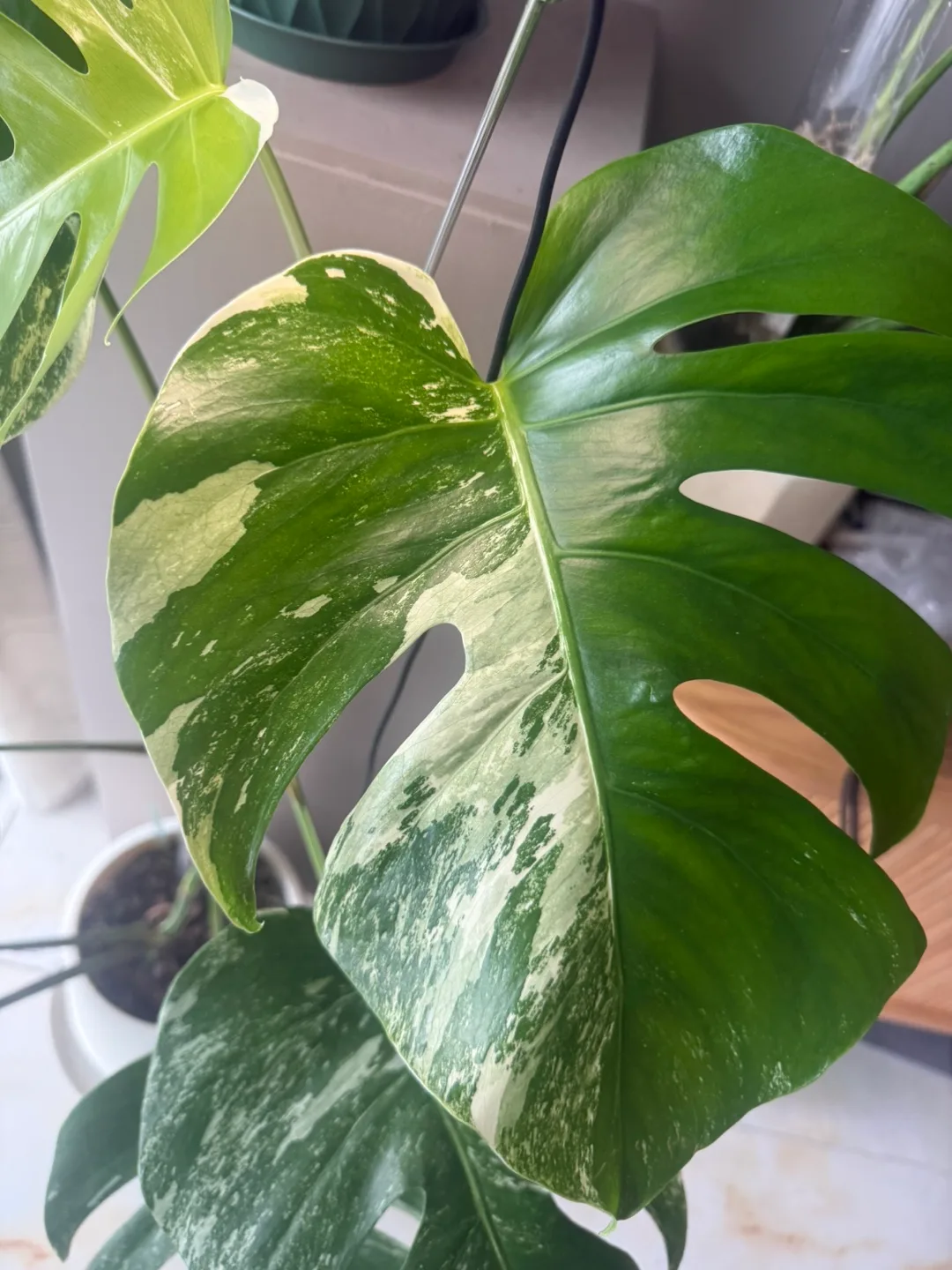 Variegated Monstera Albo Plant image indicator(5)