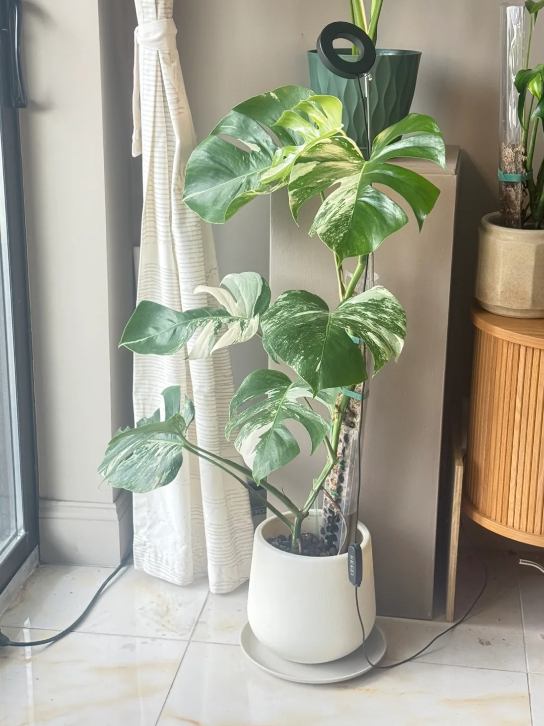 Variegated Monstera Albo Plant image indicator(3)