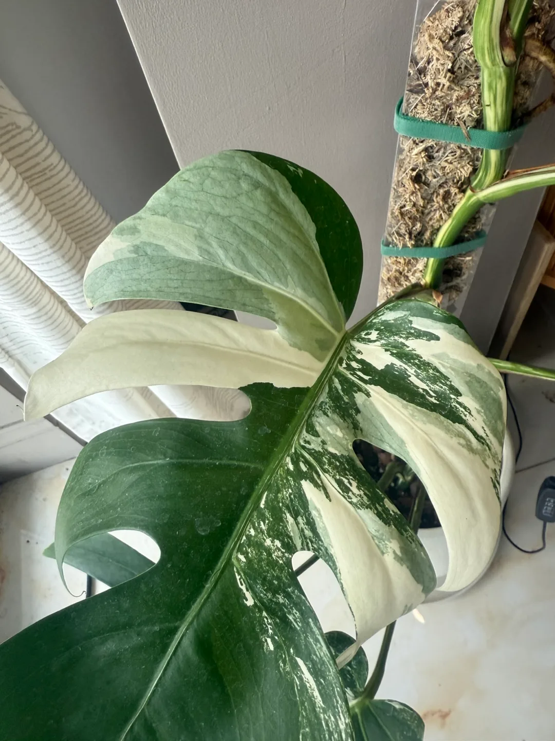 Variegated Monstera Albo Plant image indicator(6)